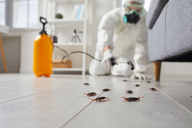 Post-Treatment Bed Bug Interceptor Monitoring in Marienville